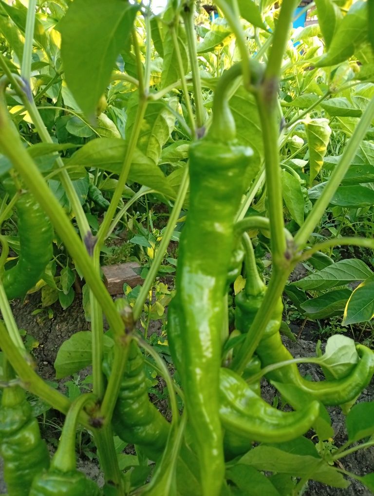 Продам срочно  перец светафор, горький перец стючьковый.