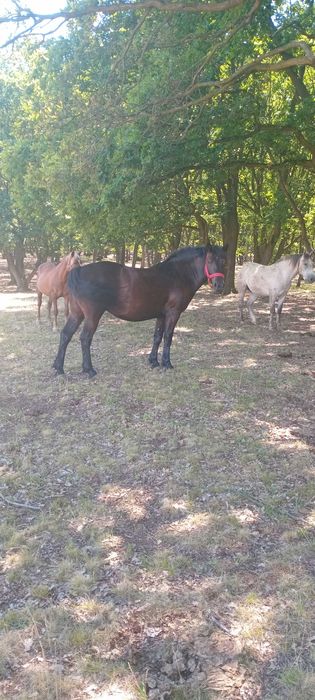 Vand manza de doi ani