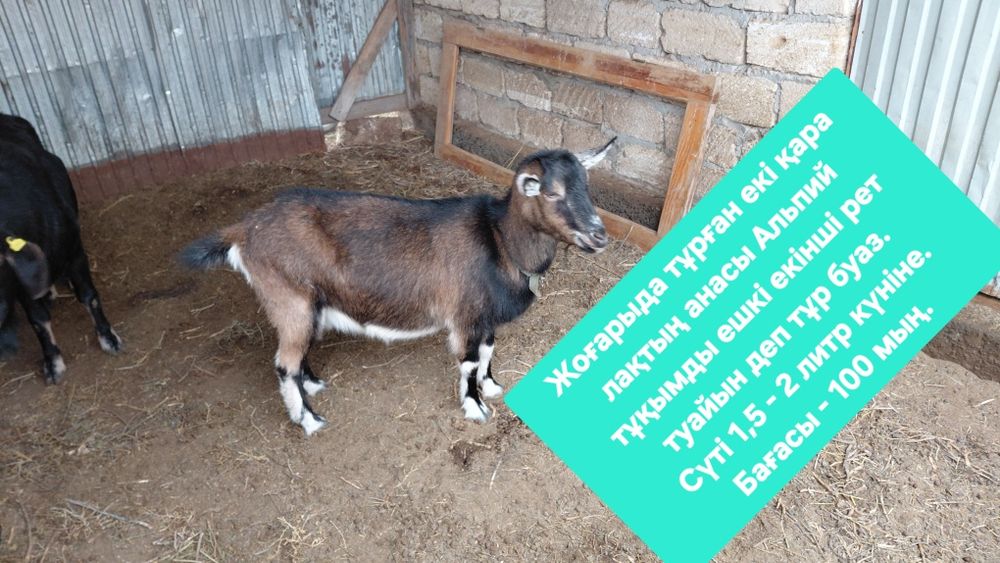 Сүтті ешкілер сатылады.