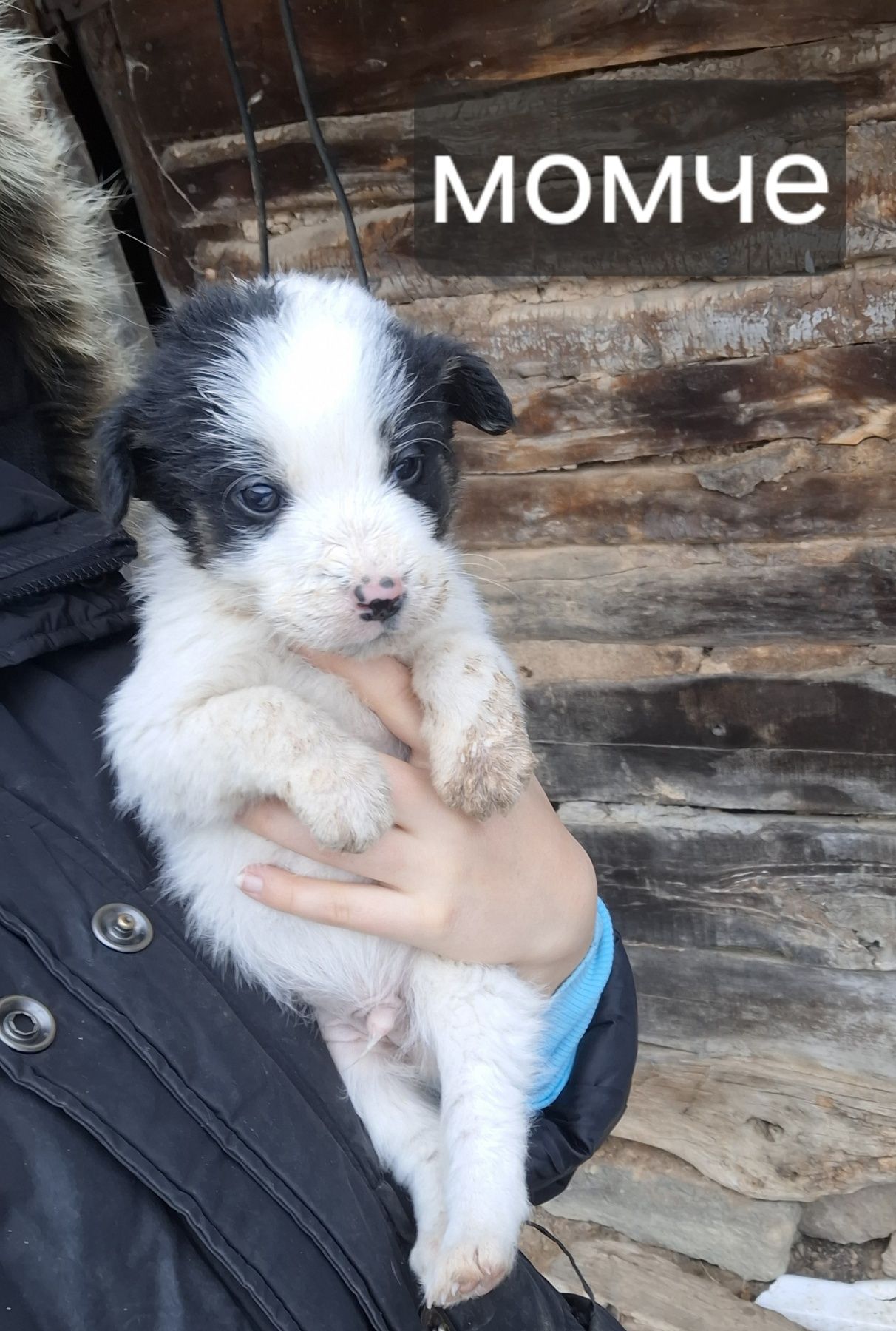 Подарявам кученца