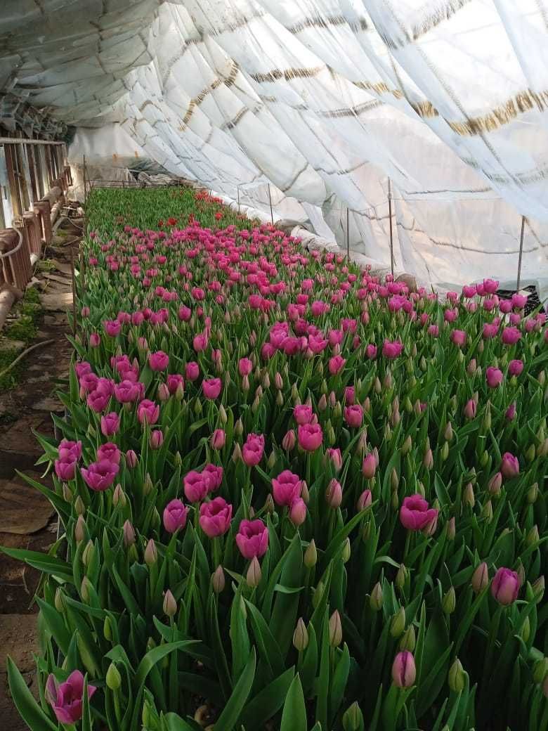 Тюльпаны оптом и в розницу  Қызғалдақтар