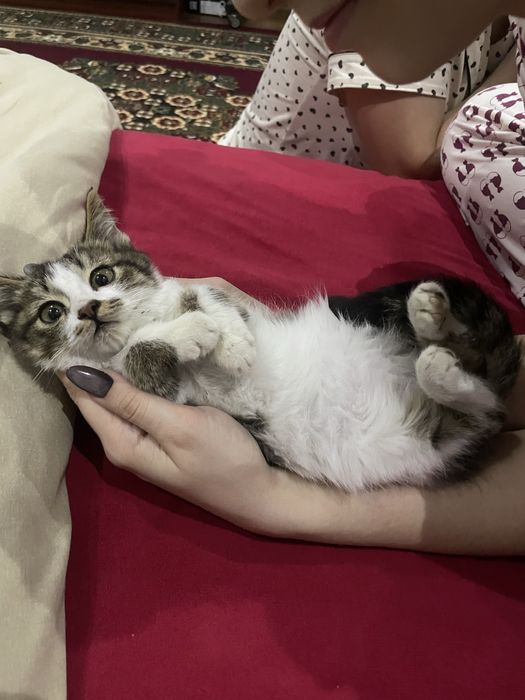 Котенок мега ласковый даром