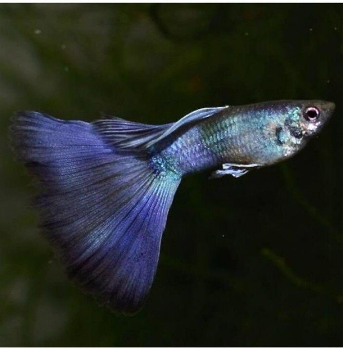 Продам  - гуппи синяя Москва