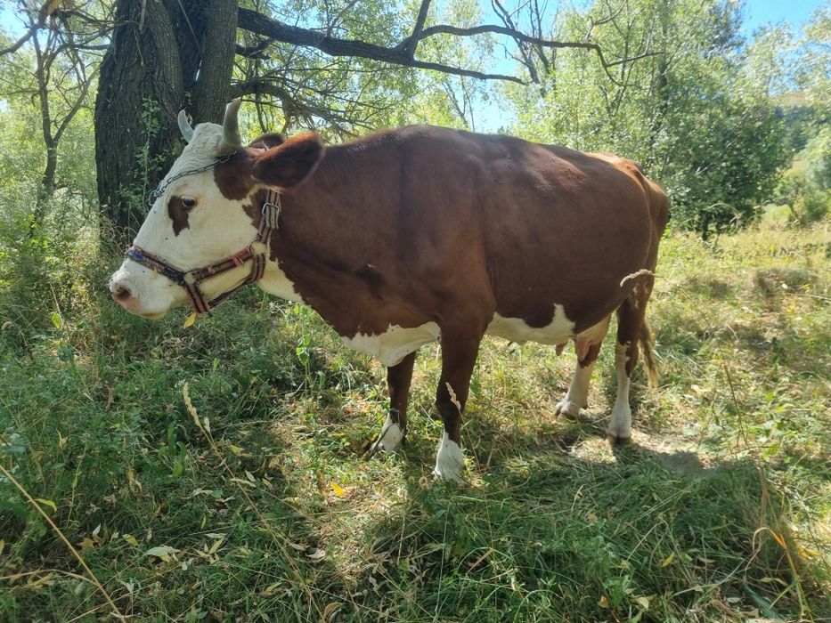 Vacă bălțată românească