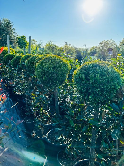 Plante ornamentale-tuia, artar, spirale, pompon