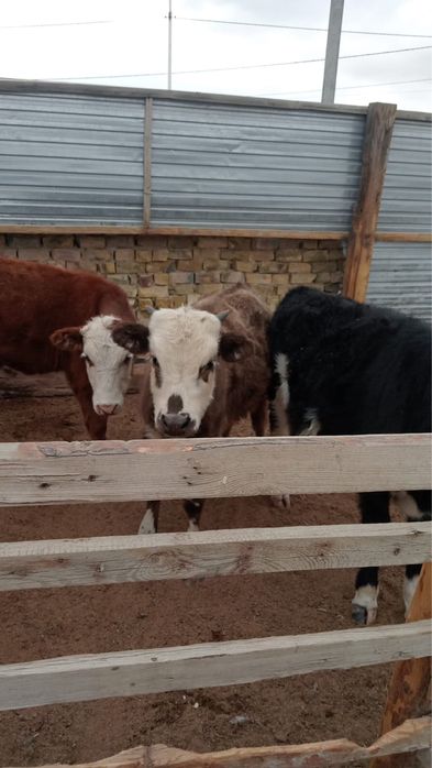 Баспақтар сатылады