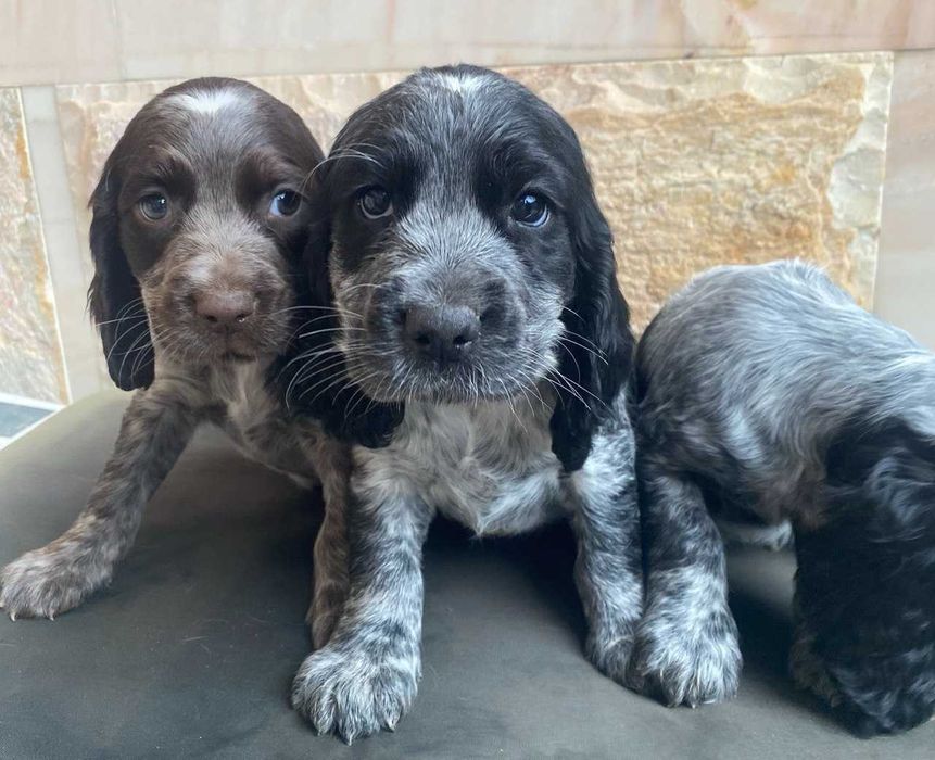 Продаются щенки породы Русский охотничий спаниэль