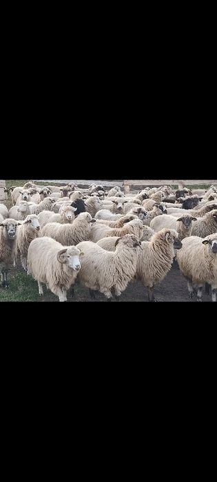Vând oi in viu și în carcasă