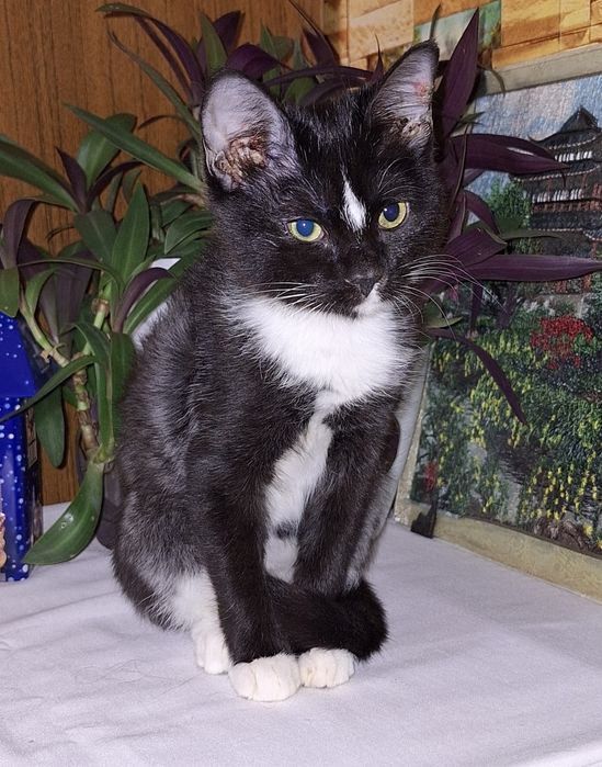 Наоми ищет самую добрую и хорошую семью