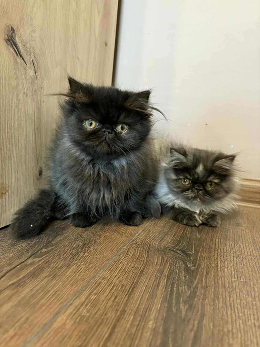 Женско персийско коте