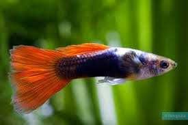 Guppy (gupi akvarium baliqlari ) baliqlari