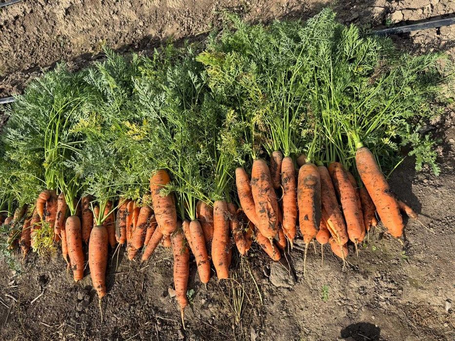 Vand morcovi Calitate I - in cantitate mare