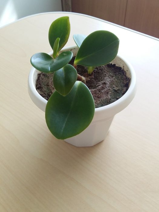 продам цветы домашние . комнатные растения : пеперония туголистная