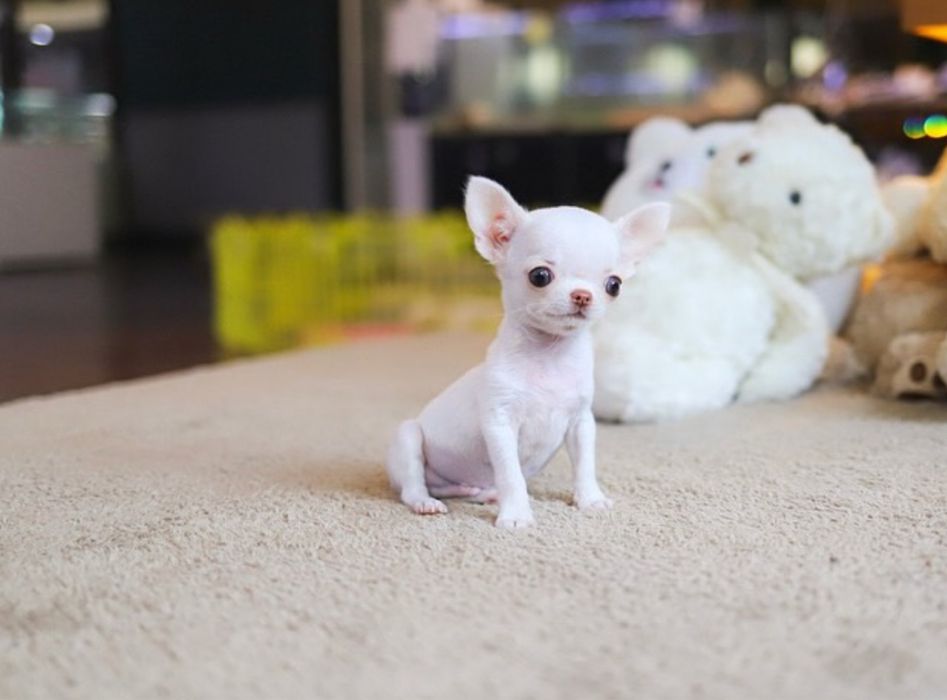 Chihuahua Mini Toy Apple head ( exemplare rare in Romania ) Pedigree