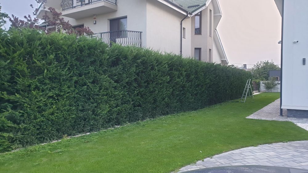 Prestări servicii tuns gazon,iarba,toaletare gard viu