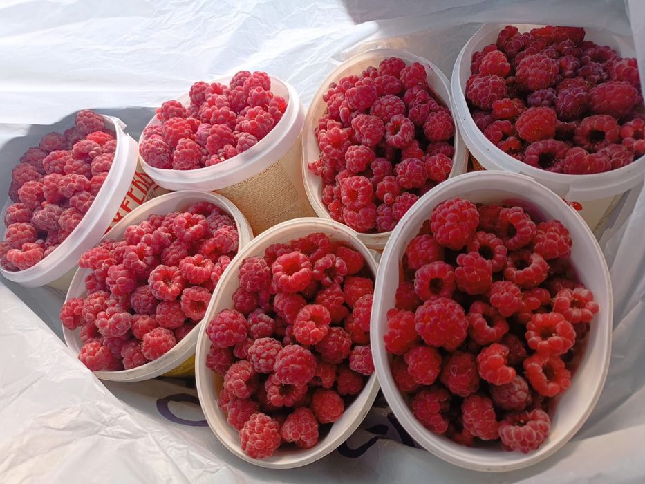 Продам малину заморженную