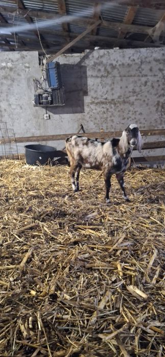 Vând tapi anglonubian