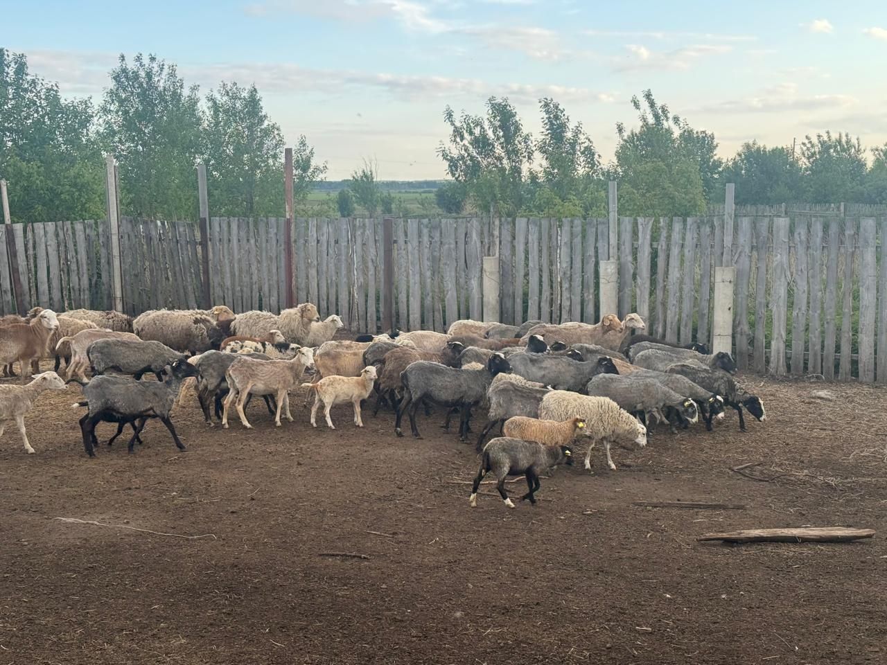 Продам романовских баранов 50 голов