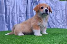 Mascul Welsh Corgi Pembroke pui caine