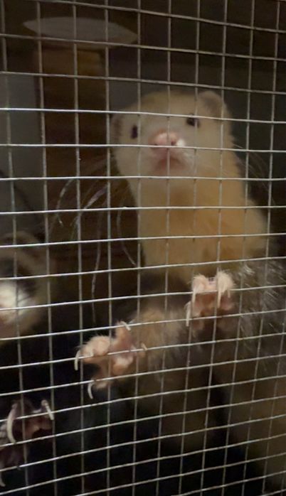 Хорьки девочки и мальчики, хорек