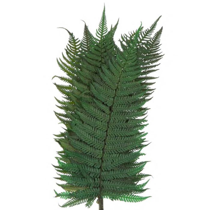 Foliaje Stabilizate – Naturale, Decorative și de Lungă Durată