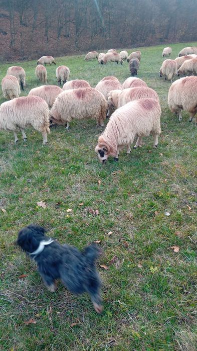 Vând berbecuti de anul asta