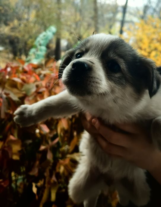 Щенки за шоколадку.  В самые добрые ручки.