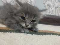 Кот сиамский 1 месяц