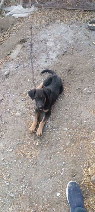 Afcharka gibrit 3 oylik erkak