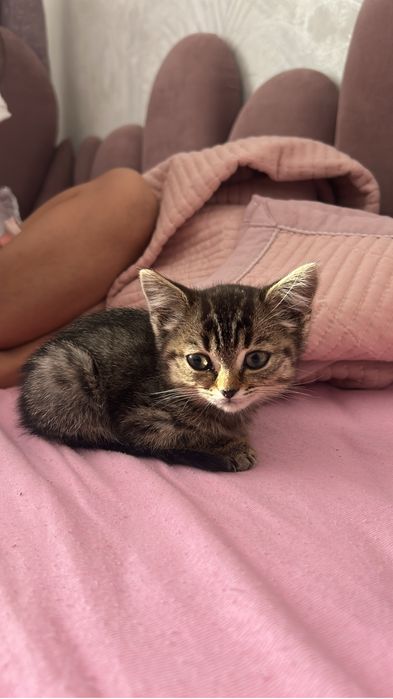 Отдам котенка в добрые руки