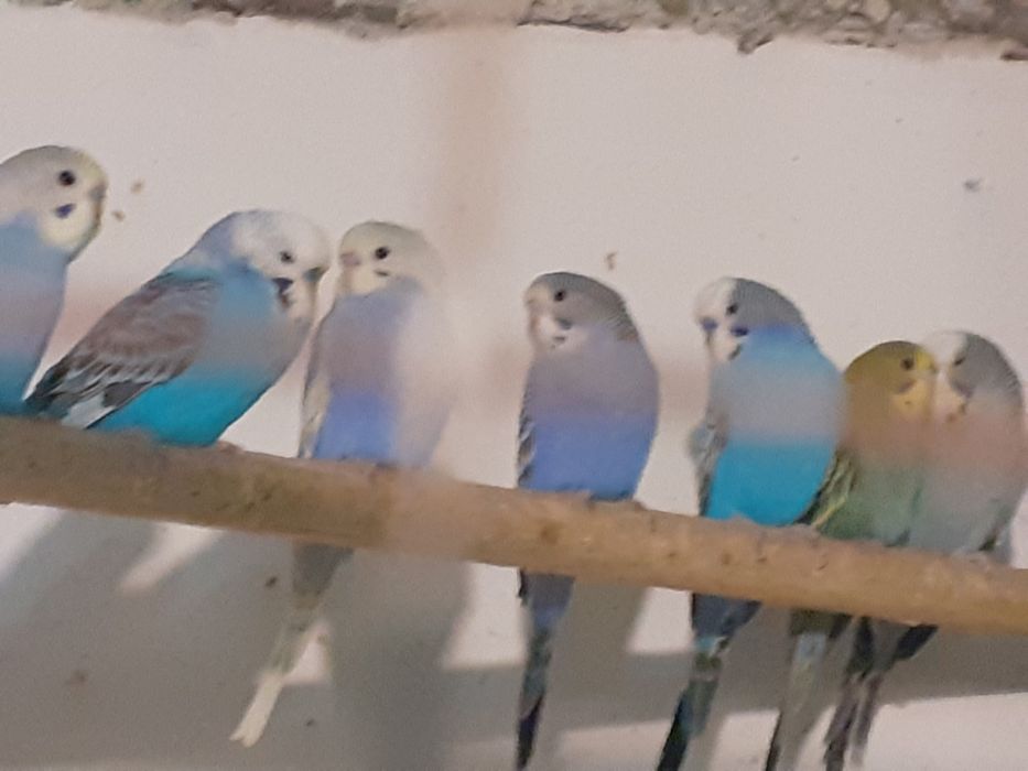 Crescator vand perusi diverse varietati pui și maturi reproducatori.