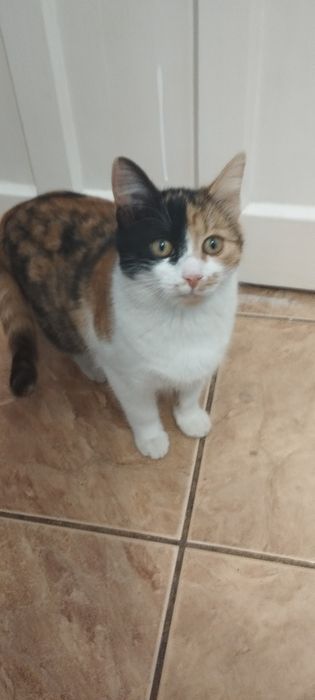 Donez pisica de curte