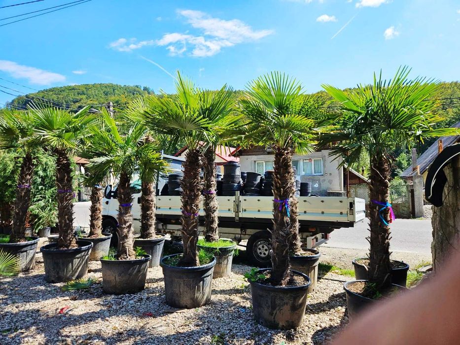 Plante ornamentale pentru proiecte peisagistice de succes