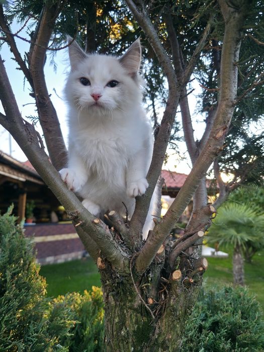 Ragdol/Рагдол на 3 месеца Две женски с родословие