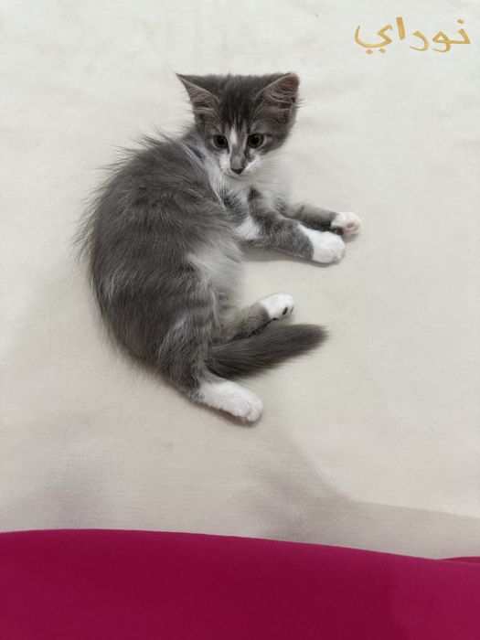 Отдам домашнюю кошку с лотком бесплатно