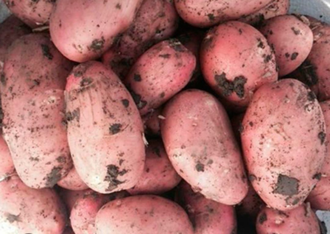Картофель семенной, картошка семенная.Алладин, Наташа,Розара,Коломба