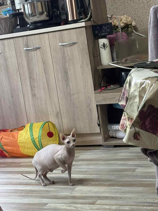 Котки Канадски сфинкс