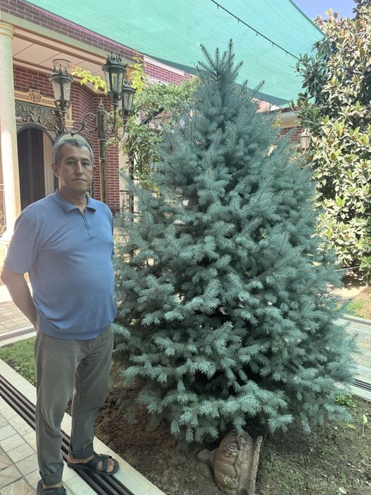 Голубая Ель (Picea pungens Glauca)