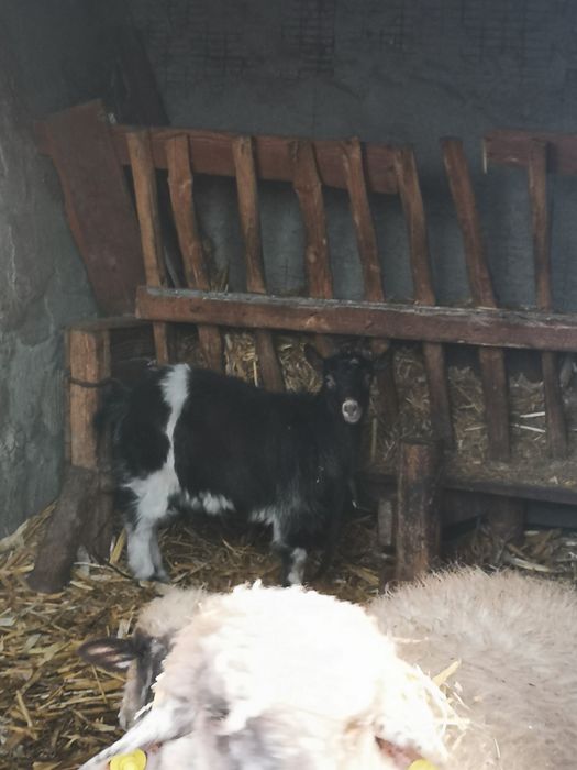 vand carlana din primavara