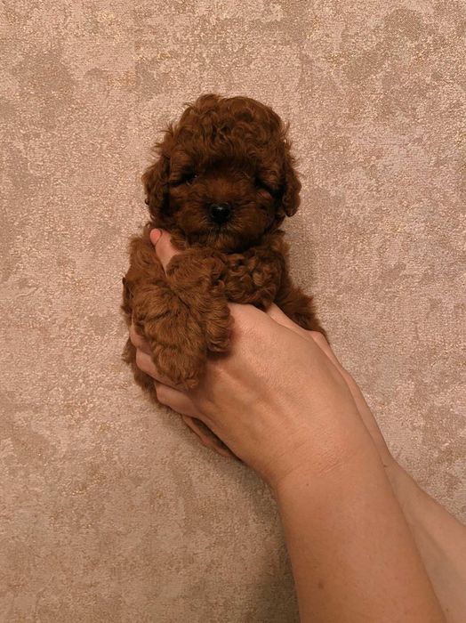 Mascul pudel talie mica