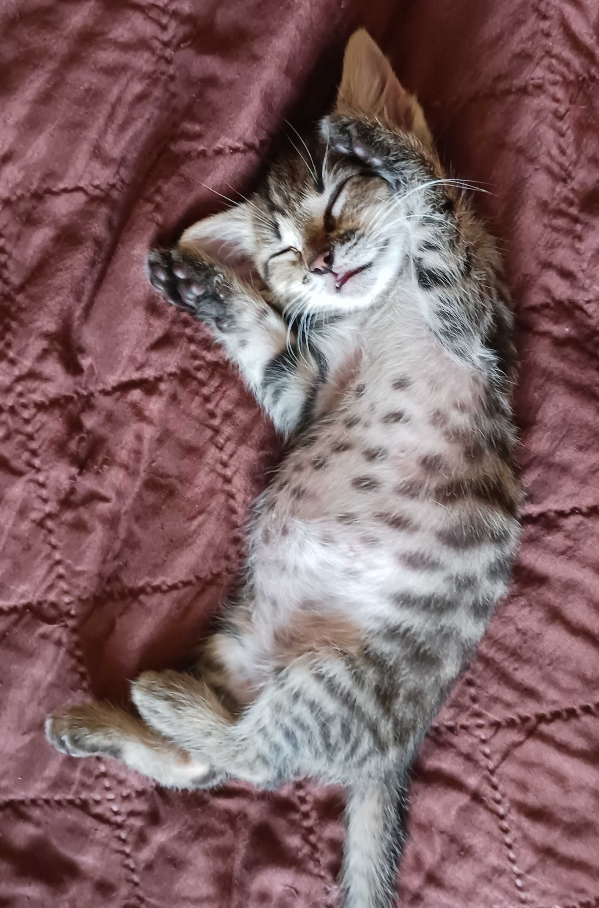 Коте търси дом/ подарявам коте