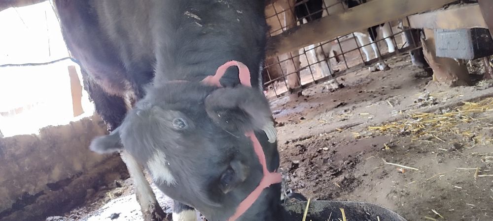 Sigirlika Gʻunojin sotiladi