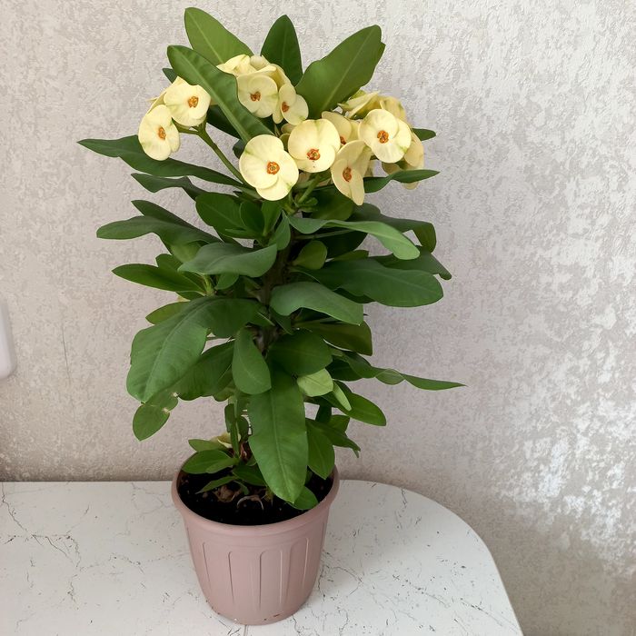 Молочай Миля крупноцветковый