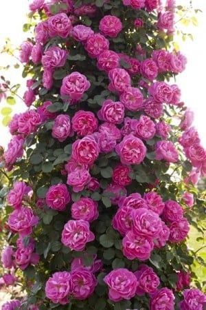 Vând puieți de smochini la ghiveci și trandafiri cataratori