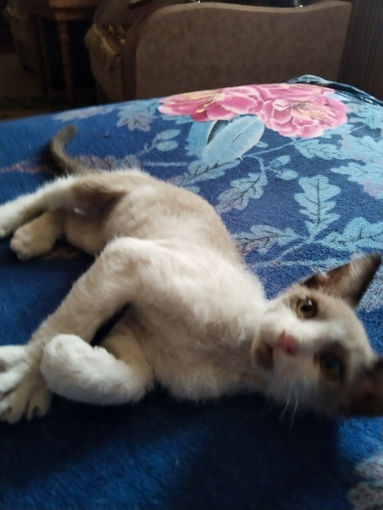 Продаются котята породы велюровые