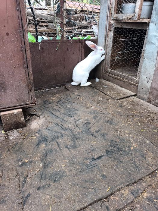 Vînd sau schimb cu găini iepuri