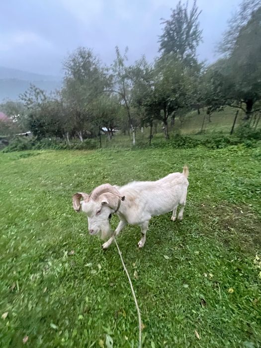 Tap și ieduta saanen