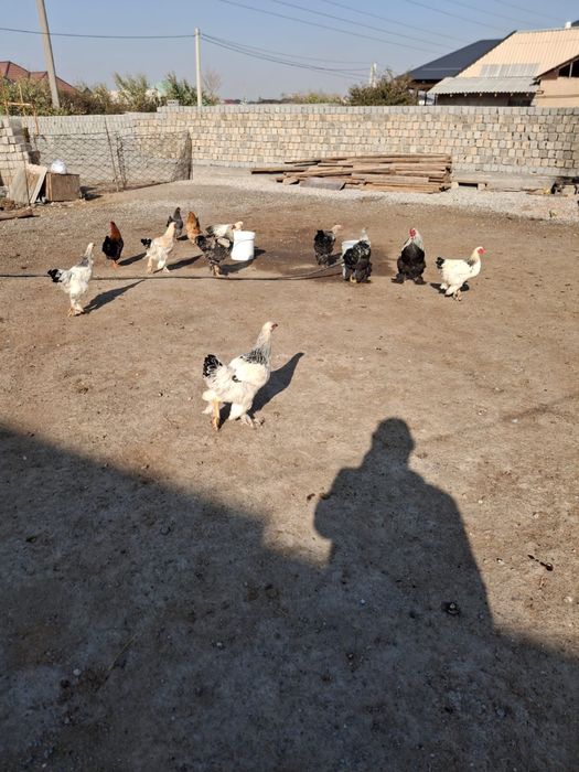 Срочна Продам