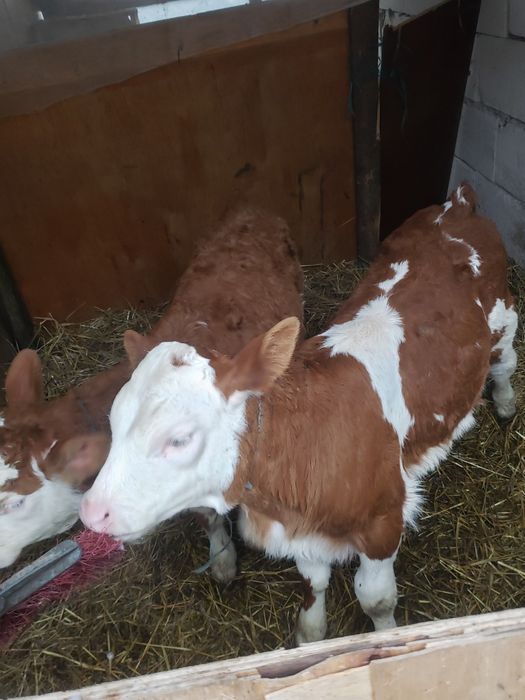 De vanzare 2 vițele mai multe detali la telefon