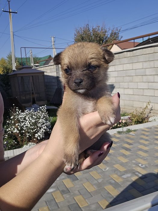 Щенки ищут любящих хозяев